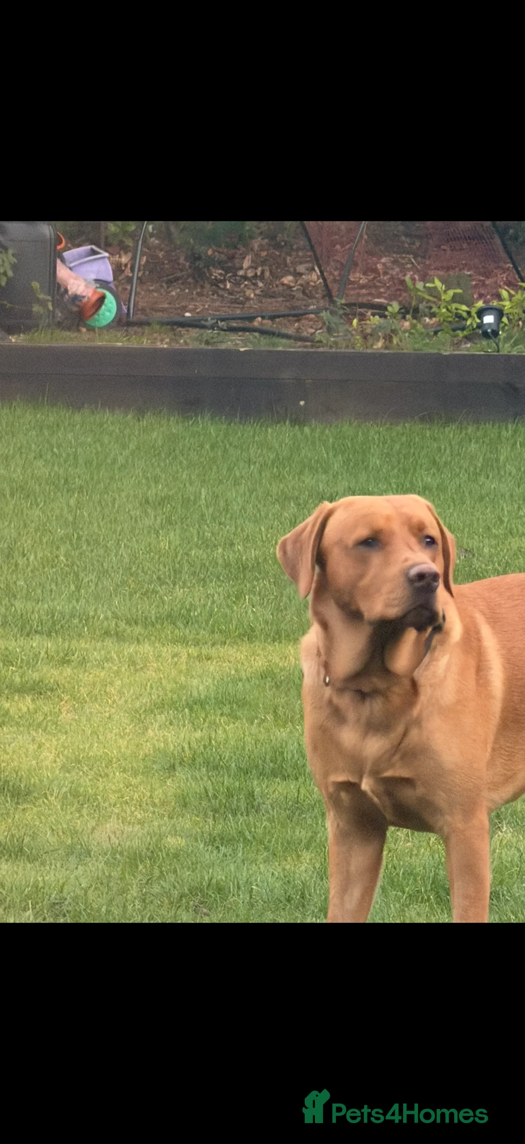 Labrador Retriever dogs for stud: Fox red for stud in Edinburgh - Advert 2