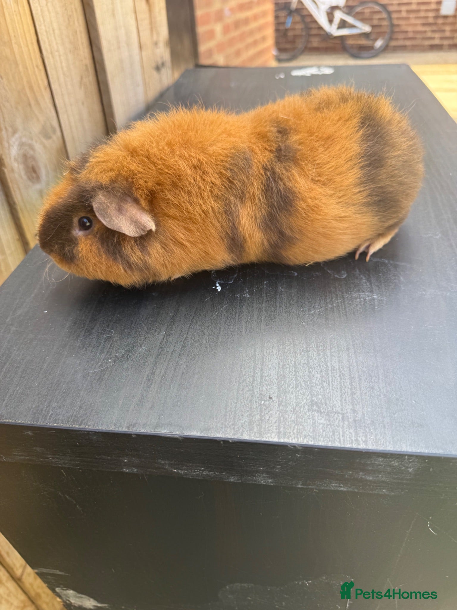 Guinea Pig rodents Guniea pigs  - Advert 2
