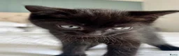 Ragdoll cats for sale: Friendly well handled black ragdoll x short hair  - Advert 11