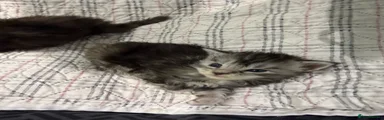 Maine Coon 2 silver tabby female 