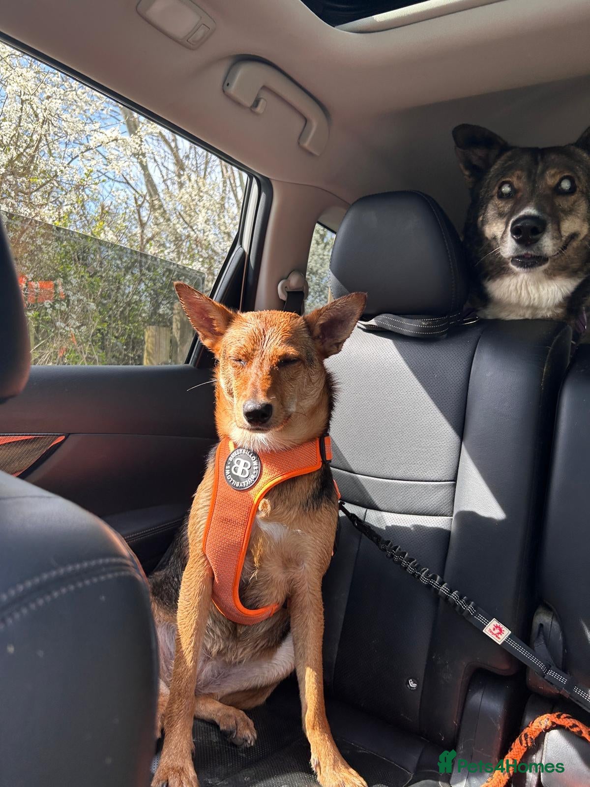Mixed Breed dogs ❤️ MINNIE-2-year-old low-medium girl  - Advert 1