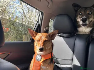 Mixed Breed dogs ❤️ MINNIE-2-year-old low-medium girl - Advert 1