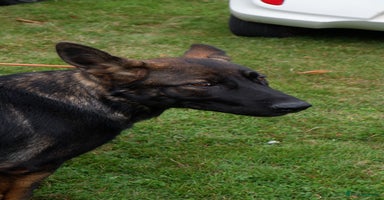 German Shepherd dogs - Advert 14