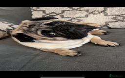 Frug dogs for sale: F1 Frug  - Image 8