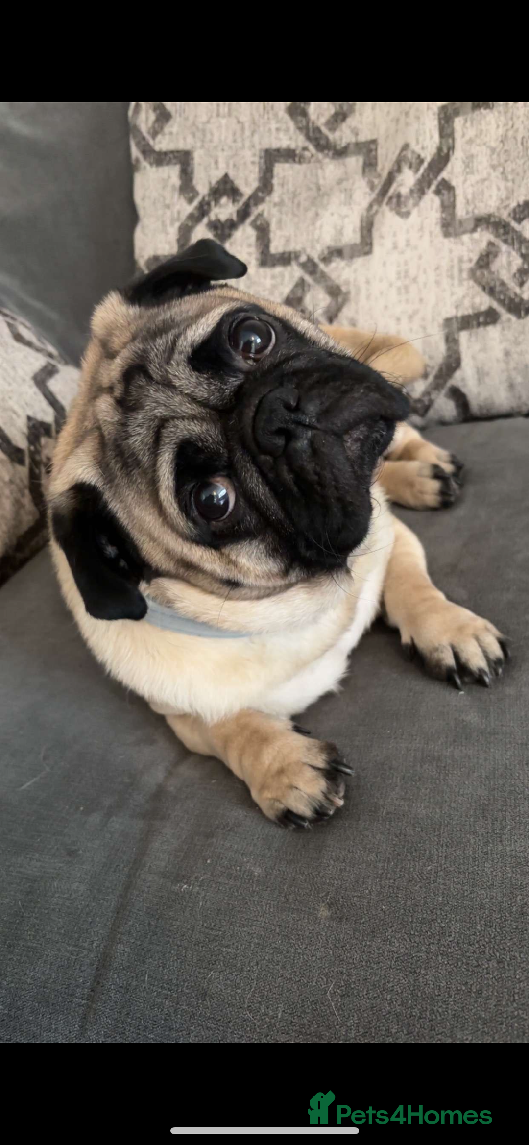 Frug dogs for sale: F1 Frug  - Image 8