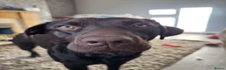 Labrador Retriever dogs for stud: Buddy - Advert 7
