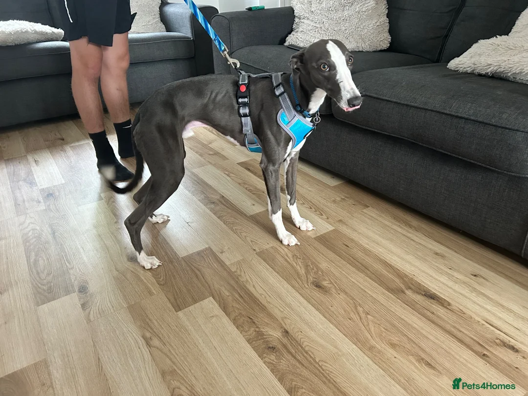 Whippet dogs for sale: 10 month old whippet - Advert 2