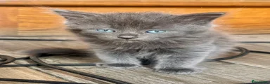 Mixed Breed Kitten 4