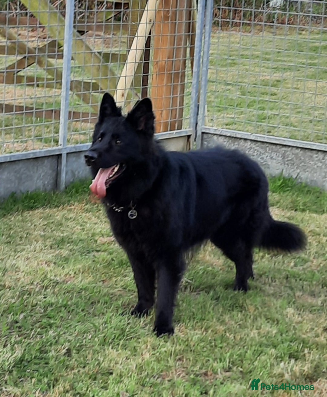 German Shepherd dogs for sale: Stunning Black & Gold kc.reg girl, health tested - Image 14
