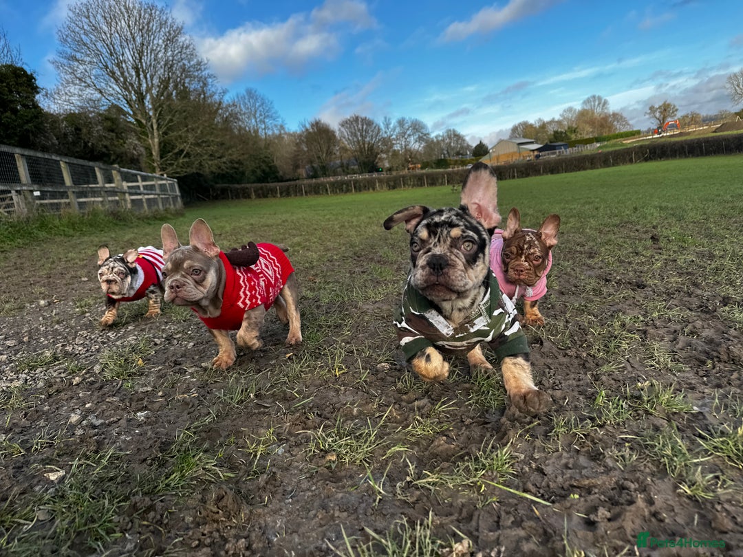 French Bulldog dogs for sale: Ready now-  Well bred, beautiful temperament pups - Advert 4
