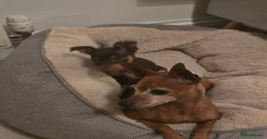 Miniature Pinscher dogs - Advert 6