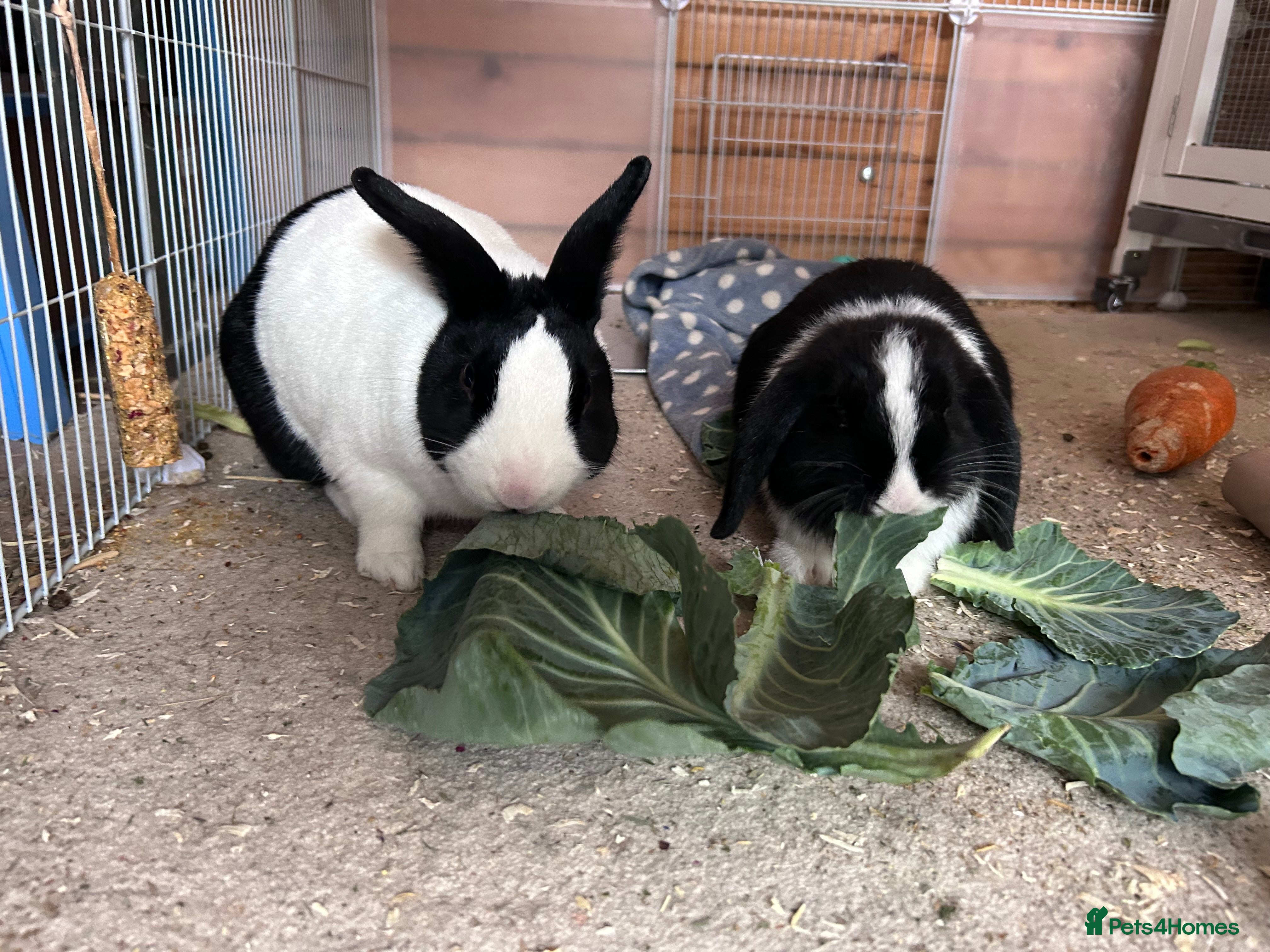 Mini Lop rabbits Male and Female bunny pair for sale  - Advert 12