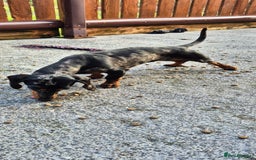 Miniature Dachshund dogs for sale: Silver dapple miniature dachshund female  - Image 3