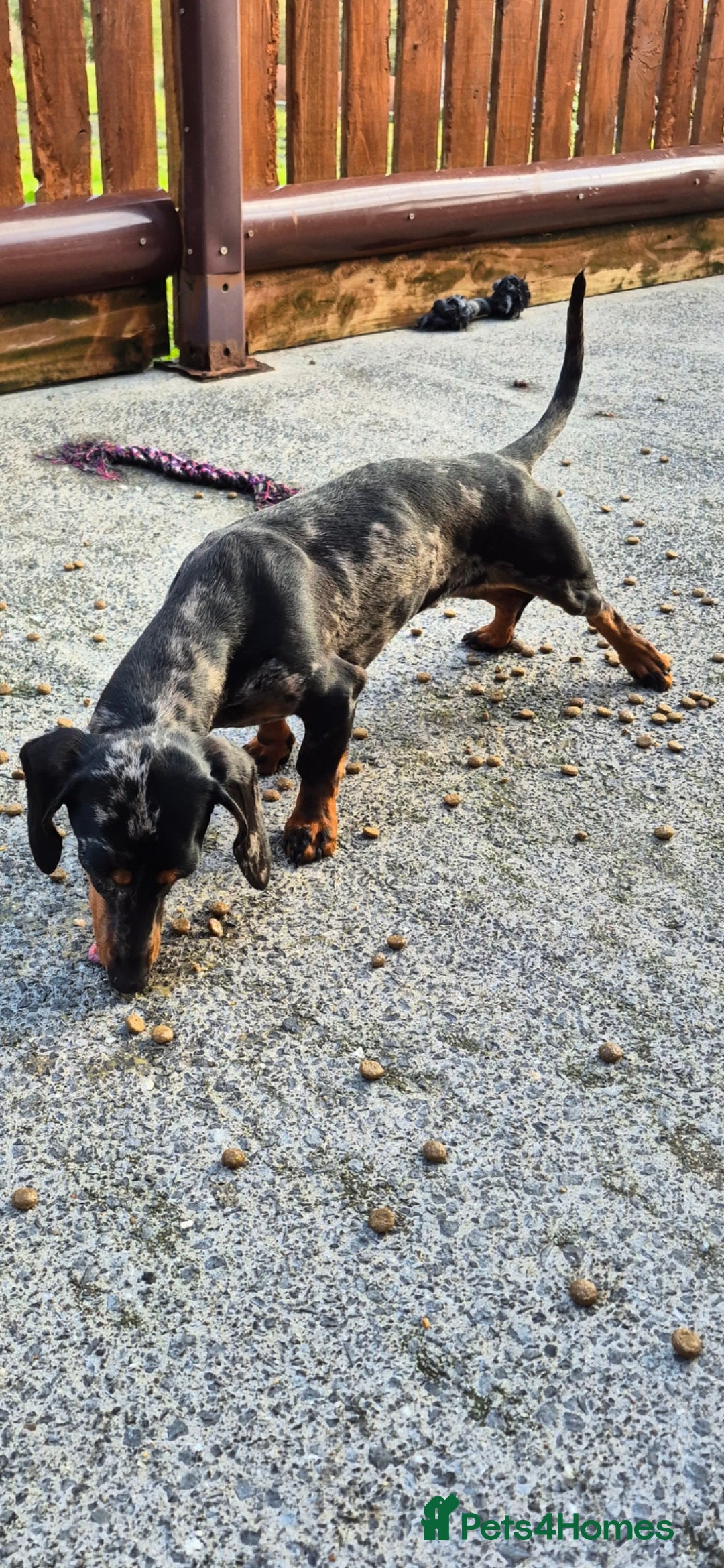 Miniature Dachshund dogs for sale: Silver dapple miniature dachshund female  - Image 3