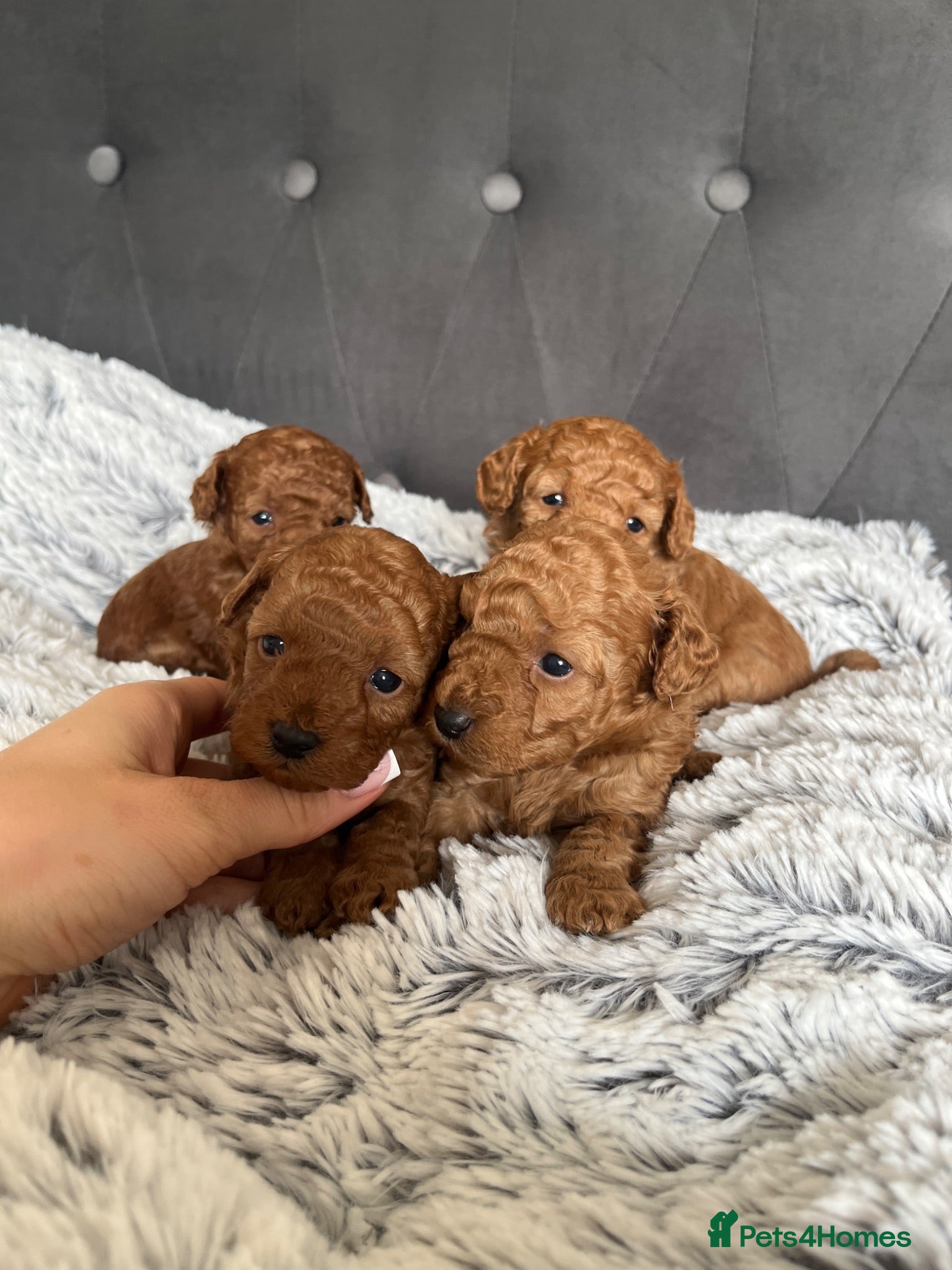 Toy Poodle dogs Adorable toy poodle puppies  - Advert 17