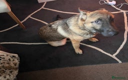 German Shepherd dogs for sale: German Shepherd 6 months old Male Dog  - Image 4