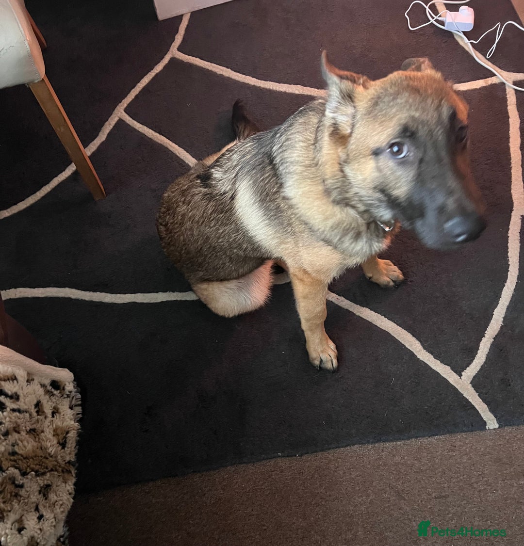 German Shepherd dogs for sale: German Shepherd 6 months old Male Dog  - Image 4
