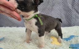 Boston Terrier dogs for sale: Superb litter of boston terriers. - Image 12