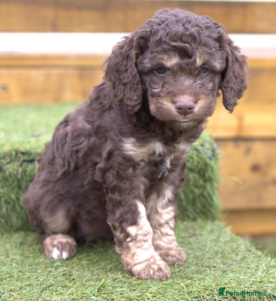 Labradoodle dogs for sale: 🐾🌈 Bred for Potential, Raised for Resilience🐾🌈 - Advert 17