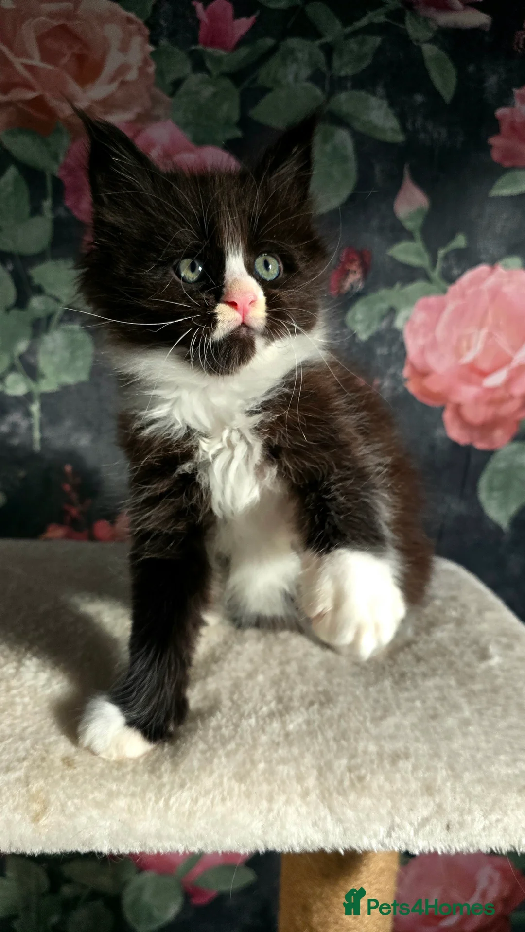 Maine Coon cats for sale: Stunning Maine coons  - Advert 12