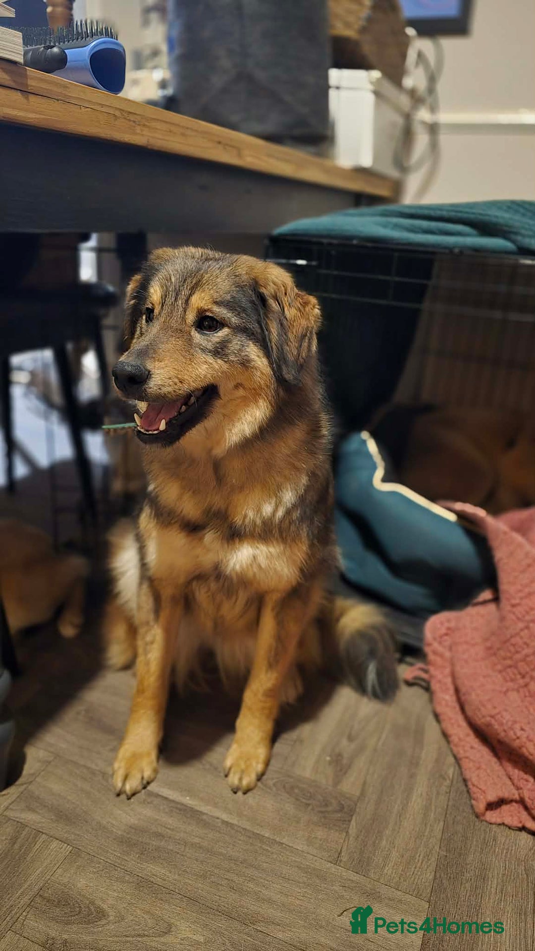 Mixed Breed dogs for adoption: Twinkle for adoption - Advert 3