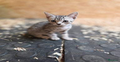 Bengal cats - Advert 1