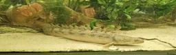 Other/Mixed Breed fish for sale: Bichir looking for new tank - Advert 2