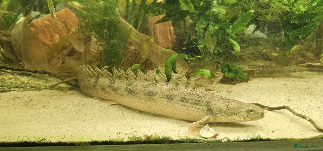 Other/Mixed Breed fish for sale: Bichir looking for new tank - Advert 2