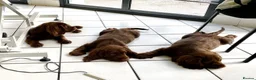 Sussex Spaniel dogs for sale: Sussex Spaniel Puppies Ready  in Pwllheli - Advert 6