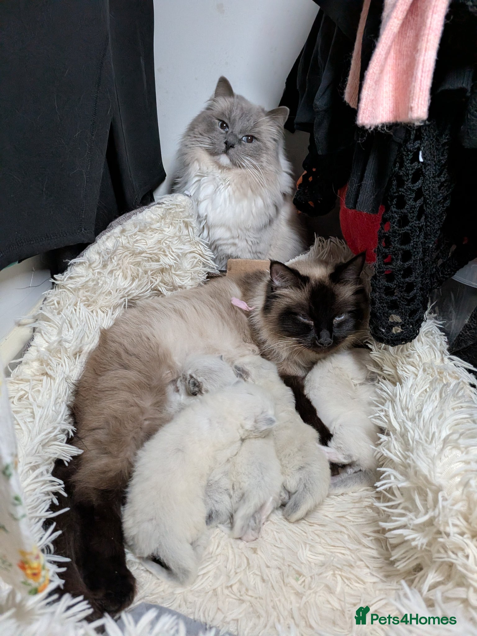 Ragdoll cats Ragdoll kittens  - Advert 2