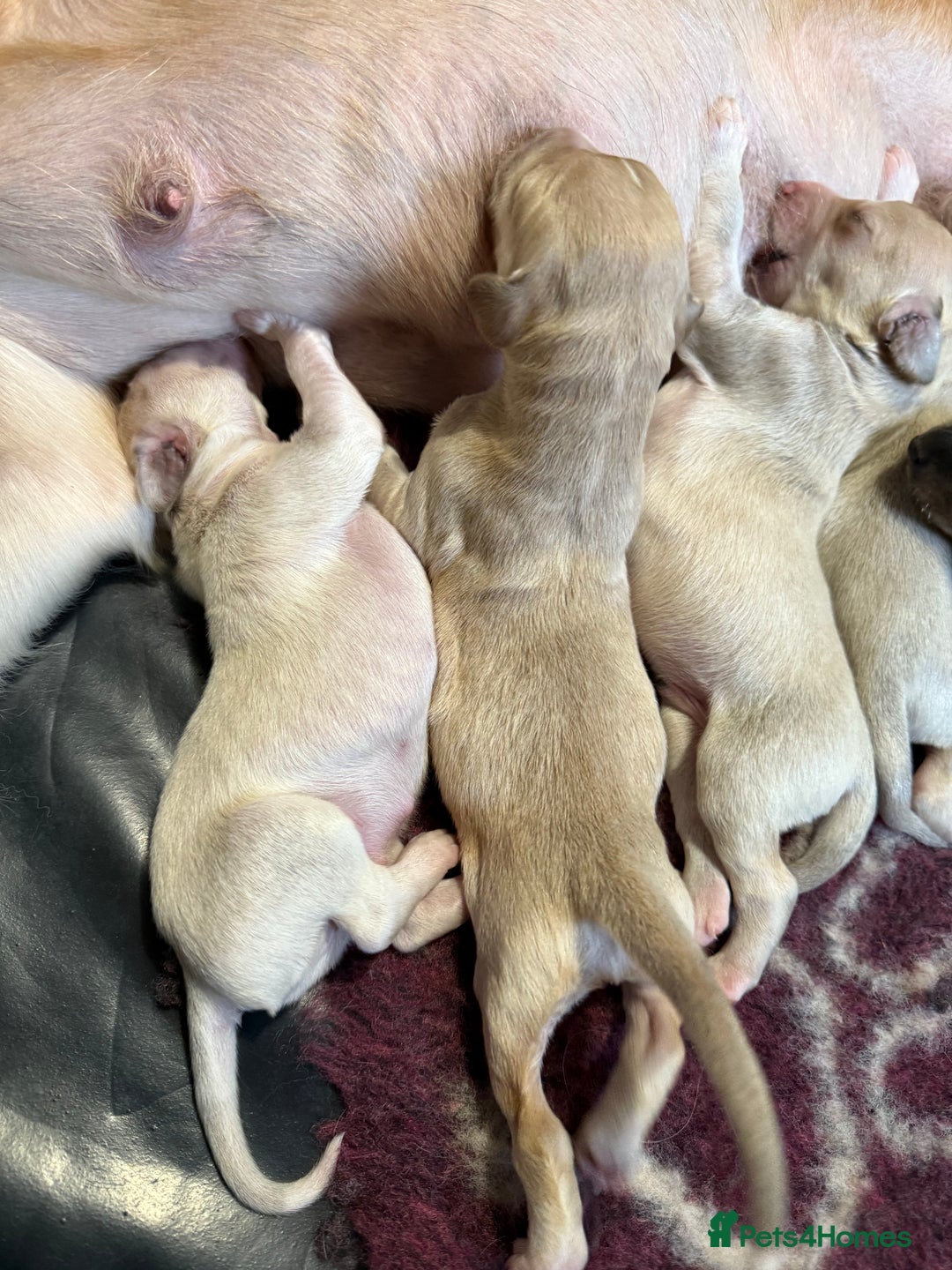 Saluki dogs for sale: Beautiful Saluki  - Image 35