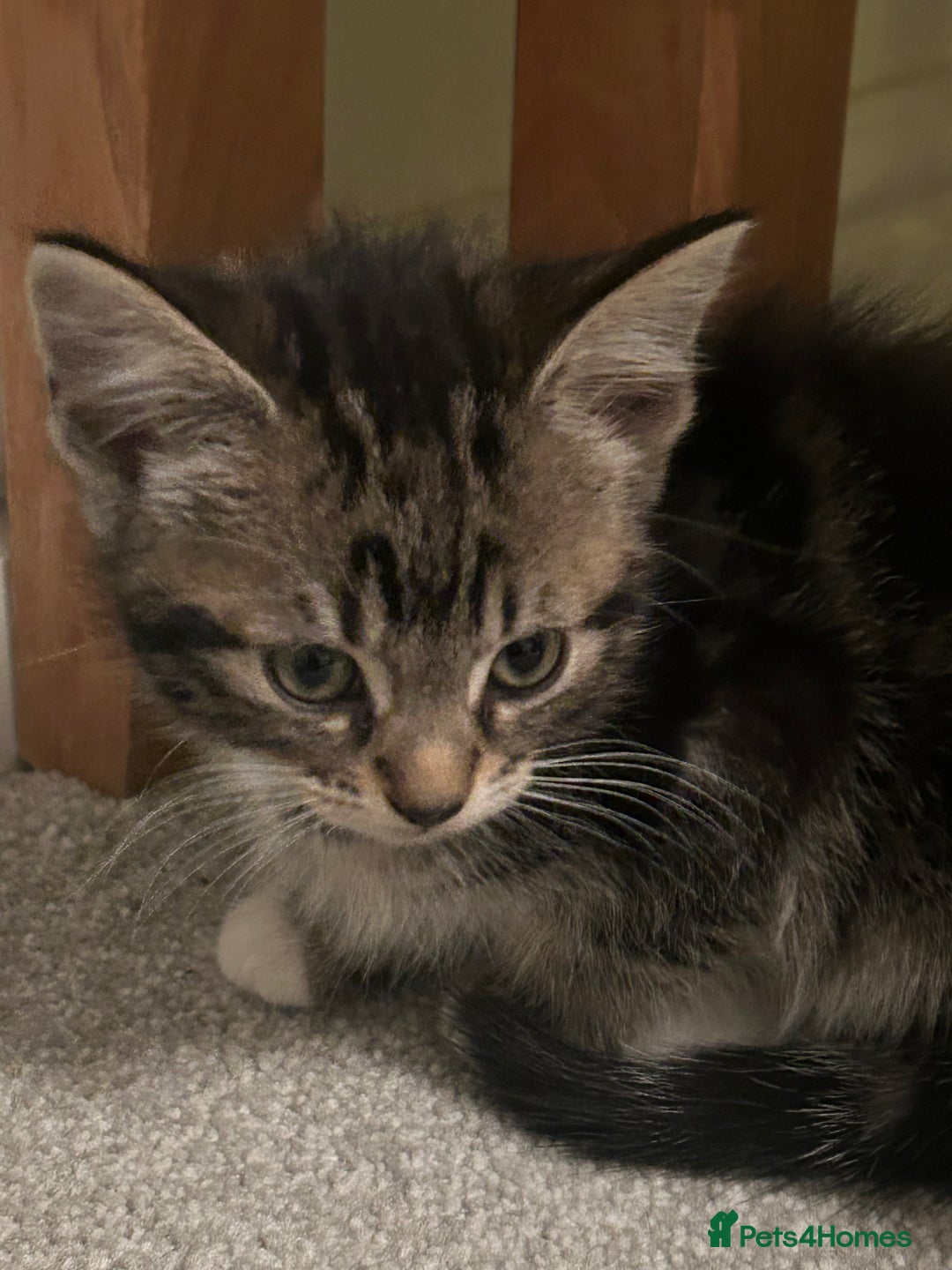 Mixed Breed cats for sale: Kittens for Sale £50 per kitten  - Advert 5