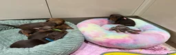 Miniature Dachshund dogs for sale: Chocolate & Tan Miniature Dachshund Pups  - Advert 11