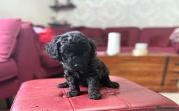 Toy Poodle dogs for sale: Toy poodle x chipoo male puppies - Advert 6