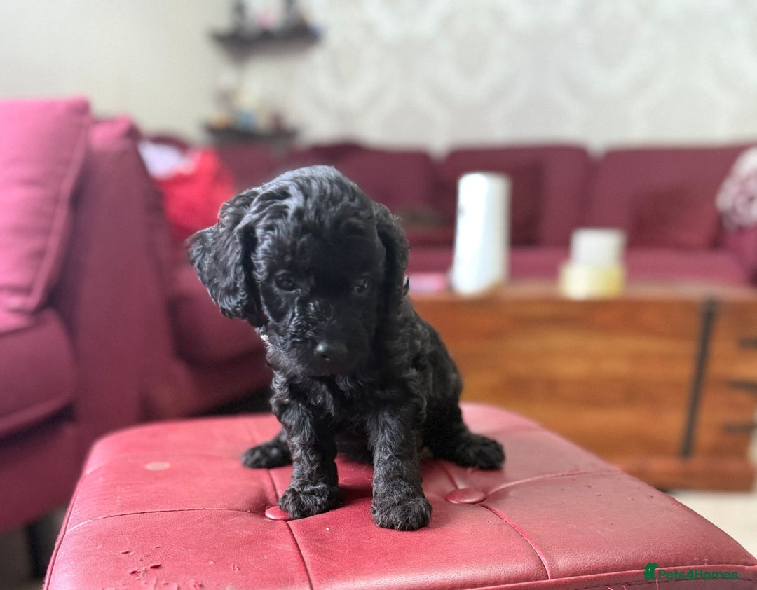 Toy Poodle dogs for sale: Toy poodle x chipoo male puppies - Advert 6