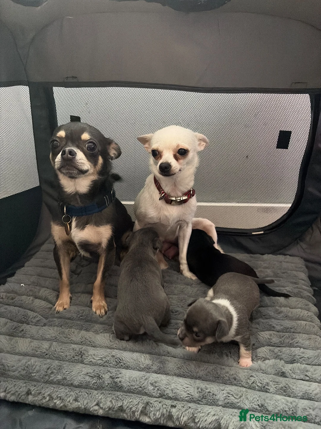 Chihuahua dogs for sale: Beautiful chihuahua puppy  - Advert 8