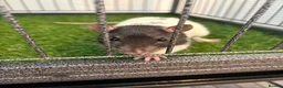 Rat rodents for sale: oreo, cheeto kitkat & coco need loving home  - Advert 4