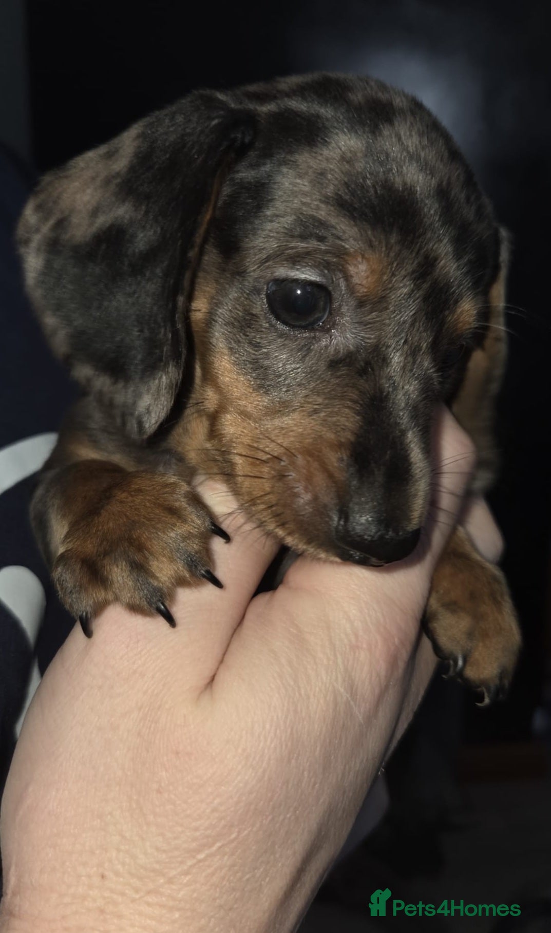 Miniature Dachshund dogs Our beautiful babies  - Advert 8