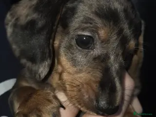 Miniature Dachshund dogs Our beautiful babies - Advert 8