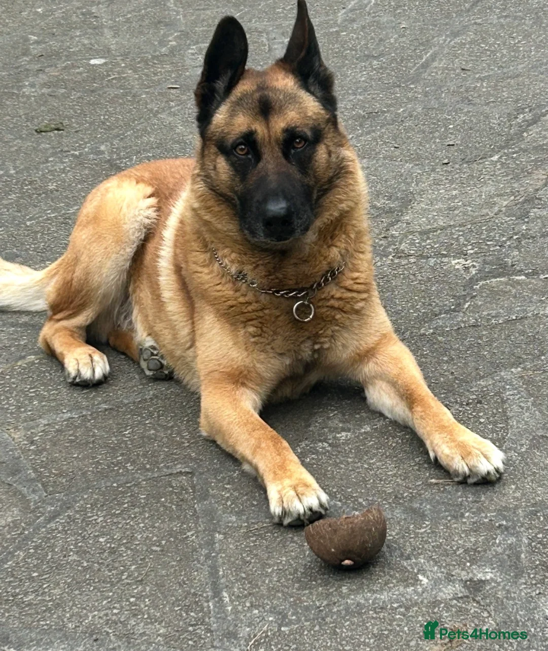 Mixed Breed dogs for stud: Straight-Back GSD/Akita (Age 10 & Thriving) - Advert 2