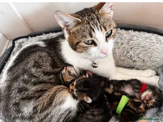 Mixed Breed cats 2 beautiful kittens looking for their forever home - Advert 3