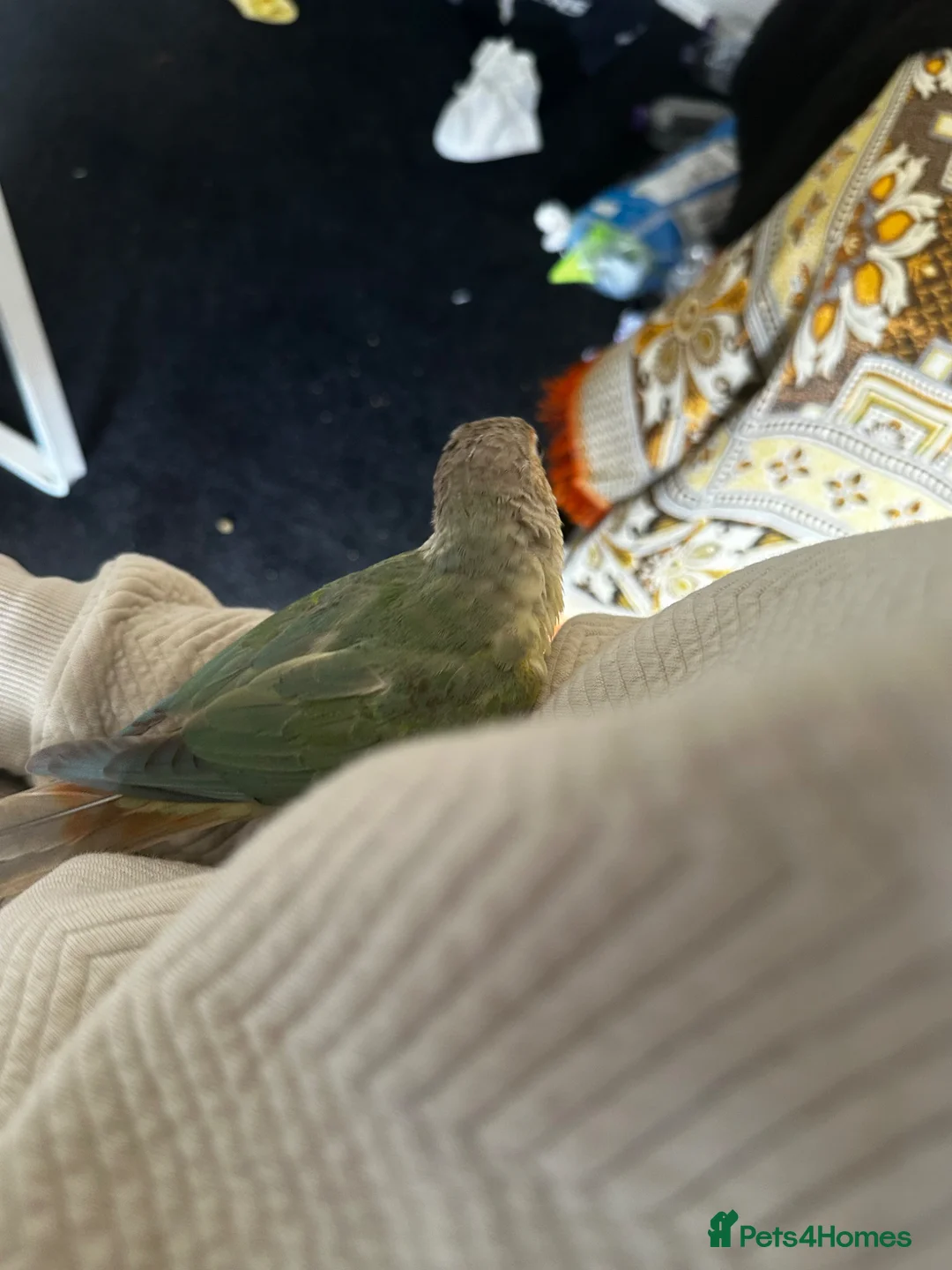 Conures birds for sale: Silly hand tamed cinnamon Conure 🦜 - Advert 8