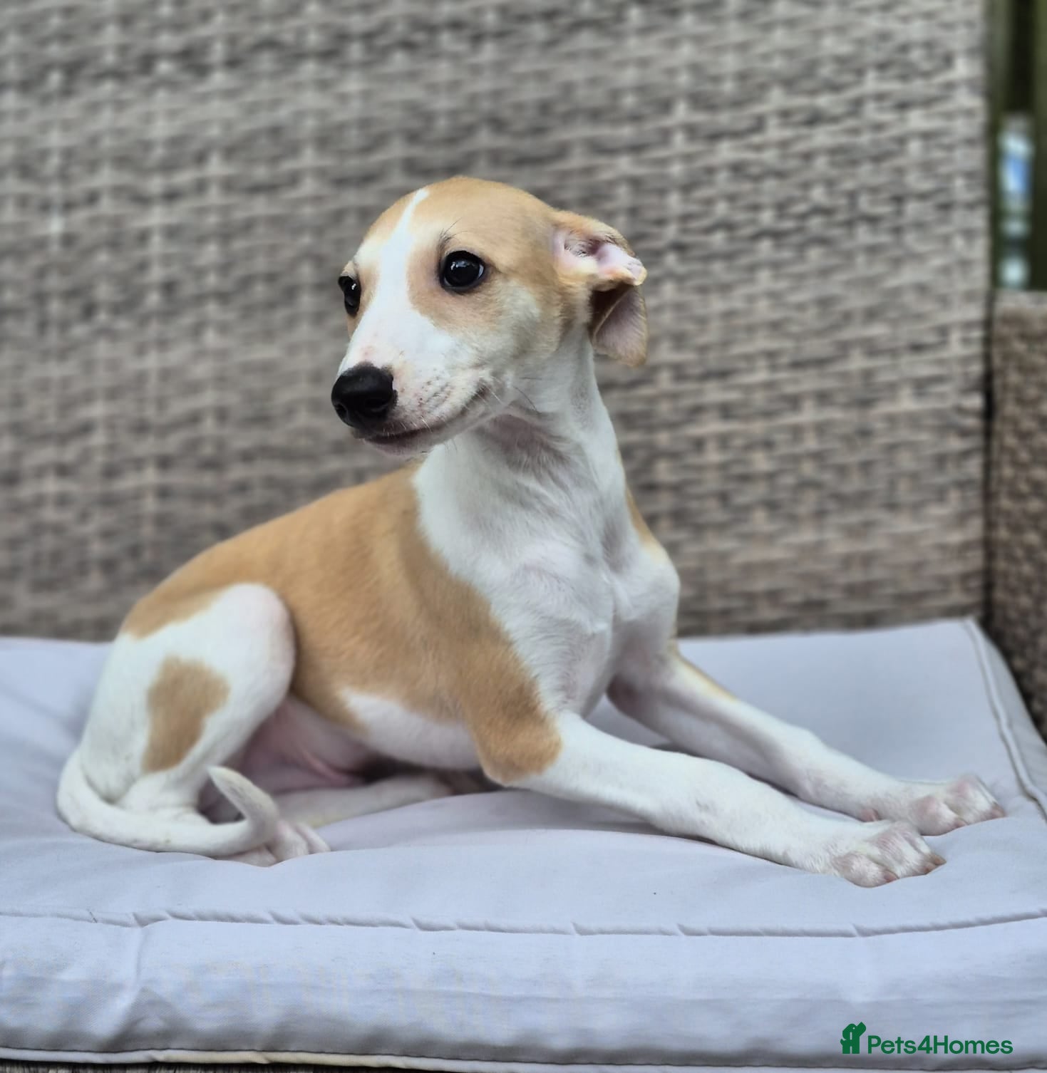 Whippet dogs Stunning Show Quality Whippet Puppies READY NOW - Advert 2