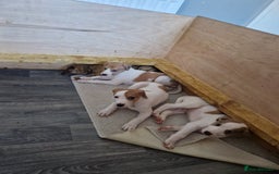 Lurcher dogs for sale: Lurcher pups looking for their forever 🏡 - Image 1