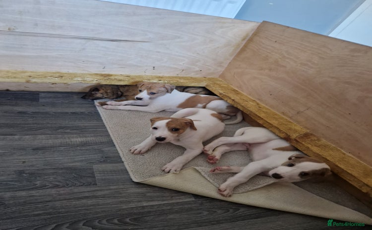 Lurcher dogs - Advert 5