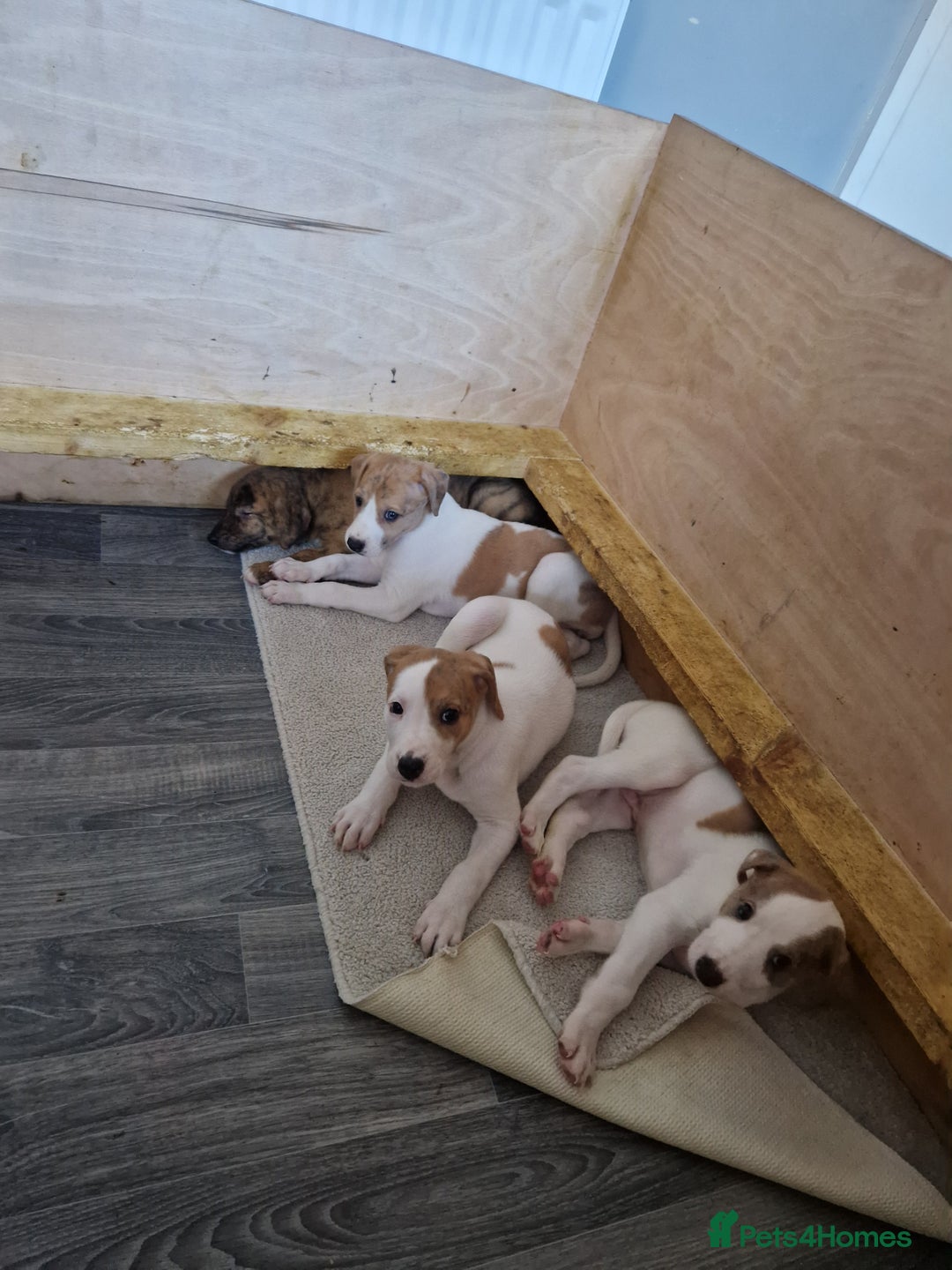 Lurcher dogs for sale: Lurcher pups looking for their forever 🏡 - Image 1