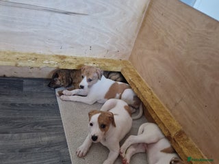 Lurcher dogs - Advert 4