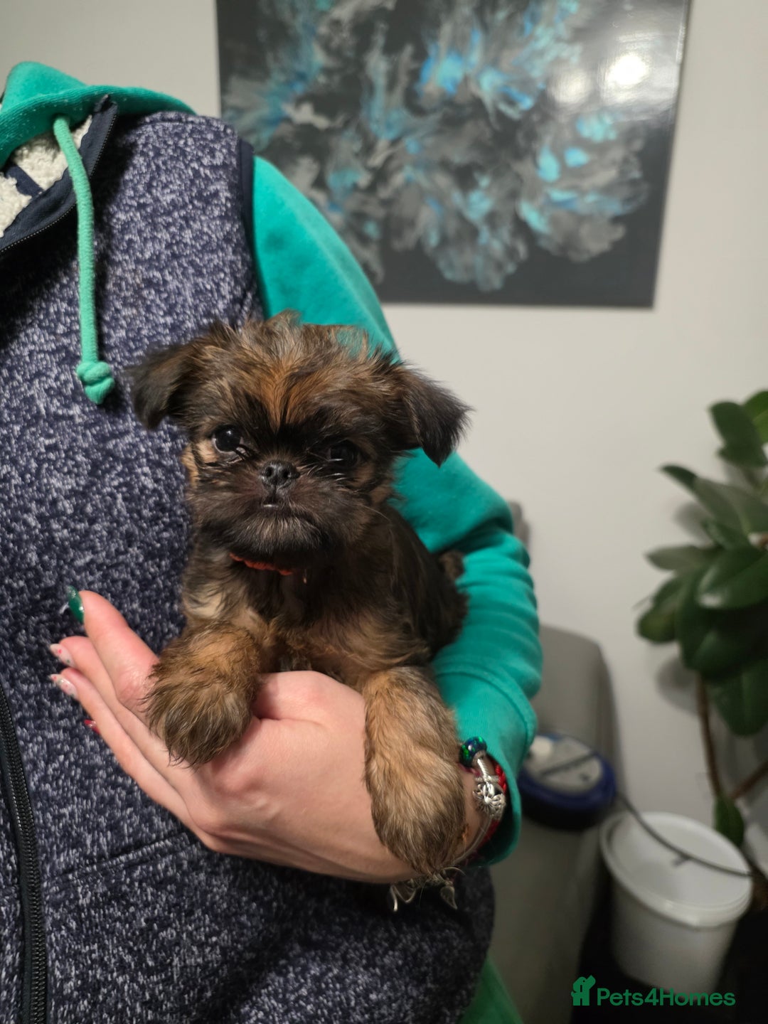 Griffon Bruxellois dogs for sale: Gorgeous pedigree Griffon Bruxellois KC registered - Advert 5