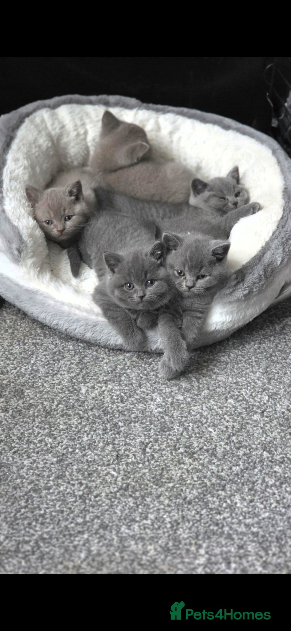 British Shorthair cats StunningGCCF Registered British Shorthair Kittens  - Advert 1