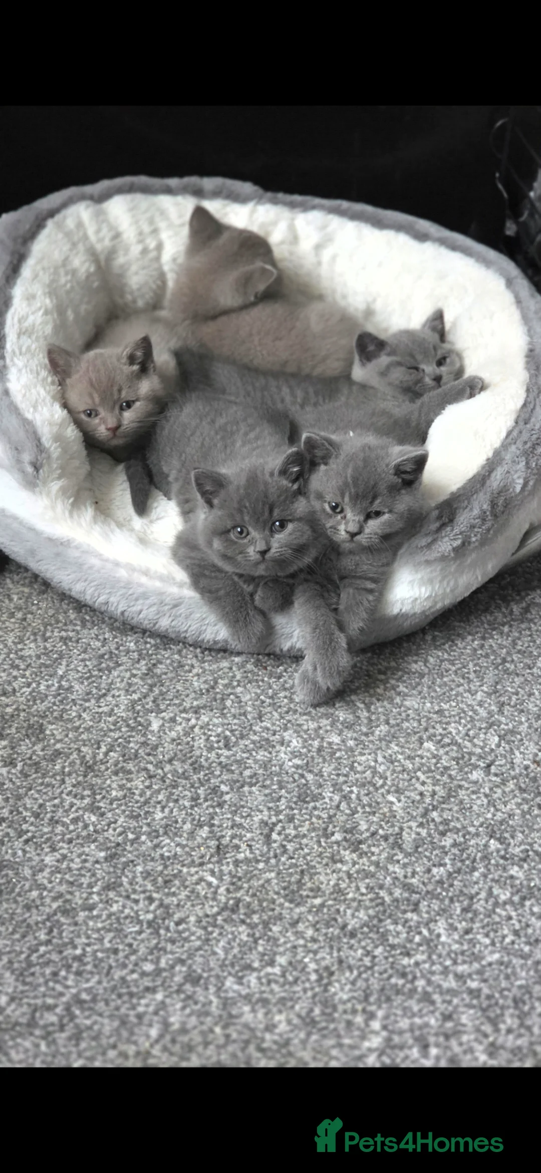British Shorthair cats for sale: StunningGCCF Registered British Shorthair Kittens  - Advert 1